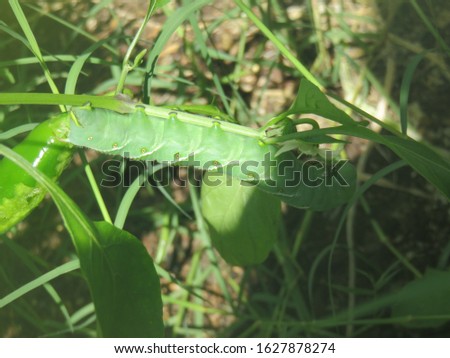 Large worm on a weed