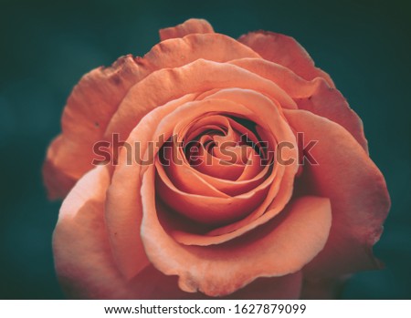 Isolated Fresh Rose, close up; vintage style