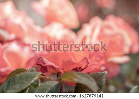Fresh Rose background; close up; 