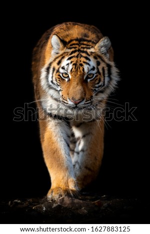 Close up beautiful angry big tiger isolated on black background