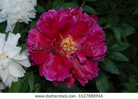 peony flower in the garden on the green background