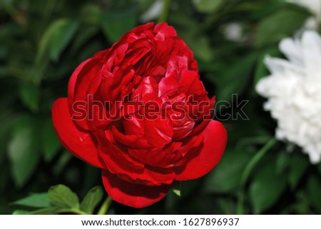 red peony flower in the garden on the green background