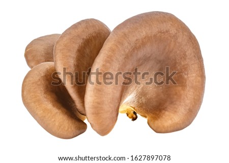 Family of fresh oyster mushrooms isolated on a white background. Pleurotus ostreatus mushroom