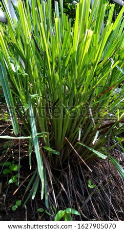 Lemongrass plants are herbs and spices that are mostly found in Indonesia