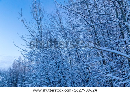 Winter scene, snow collecting on Alaskan trees.