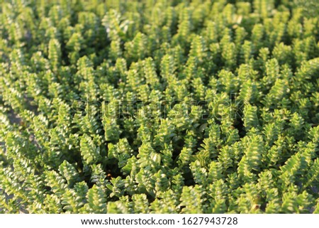 top view of a field with green identical plants-succulents