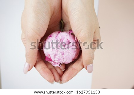 Beautiful pink peony in lady's hands. Eco concept.
