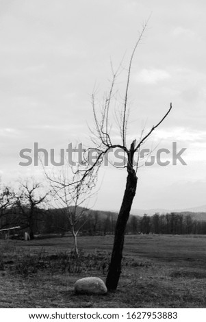 Solitude tree, black and white edit 