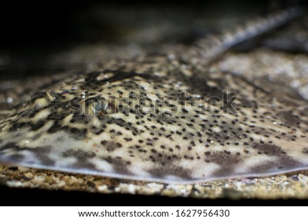 Close up of a well camouflaged sting ray, focusing on an eye. Picture taken in the Bergen Aquarium, Akvariet, in Norway. 