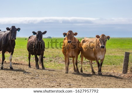 Dairy cows return to the pasture along the dirt track after being milked in Canterbury, New Zealand