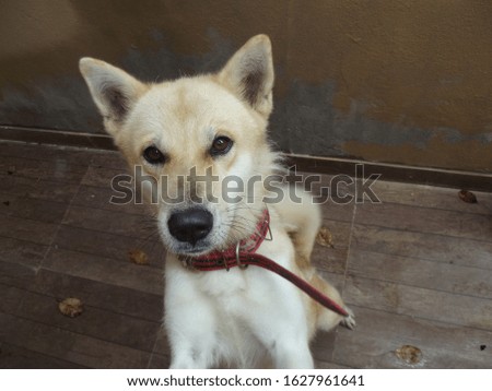 a beautiful brown akita dog