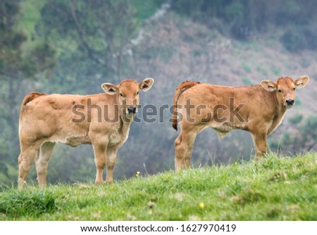 two calves in a meadow watching
