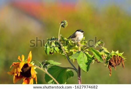 Marsh Tit siting on a sunflower