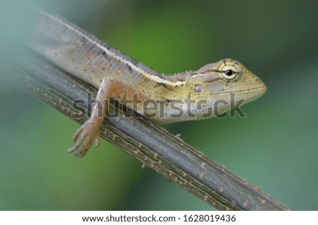 lizard who is basking in the morning is very beautiful, combined with a green background makes it very natural and beautiful, natural sunlight makes it more enchanting