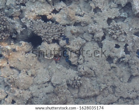 Sea urchins between corals on the seafloor