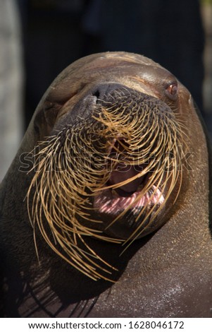 Walrus with funny face ; Close up of the face of a  walrus