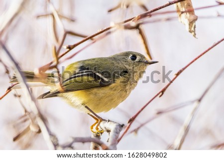 Close up of Ruby-crowned Kinglet (Regulus calendula) perched on a branch; blurred background, San Francisco bay area, California