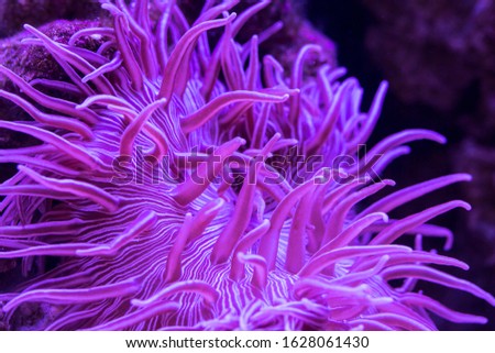 Striped Long Tentacle Anemone - Macrodactyla doreensis in underwater