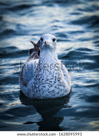 cute seagull in blue water