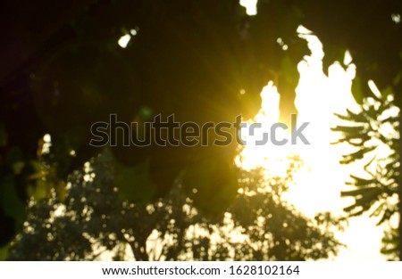 Blur Background, Sunset through the trees ,relax