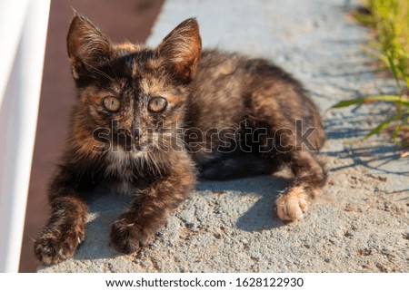 Tricolor kitten resting lying on a summer evening