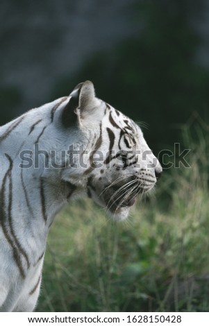 
The white tiger in the zoo is waiting for the staff to feed.