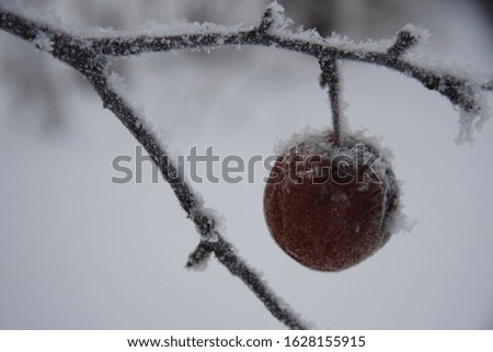 snow came before the apples were all picked