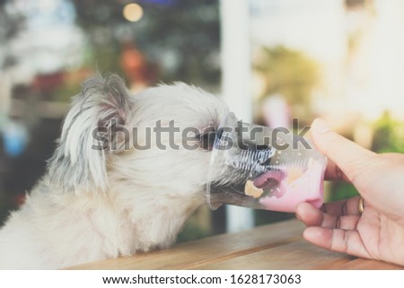 Dog so cute mixed breed with Shih-Tzu, Pomeranian and Poodle sitting at wooden table outdoor dessert restaurant waiting to eat ice cream or ice snowflake feed by people is a pet owner