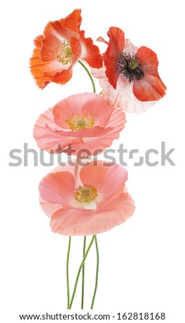 Studio Shot of Orange and Pink Colored Poppy Flowers Isolated on White Background. Large Depth of Field (DOF). Macro. Symbol of Sleep, Oblivion and Imagination.