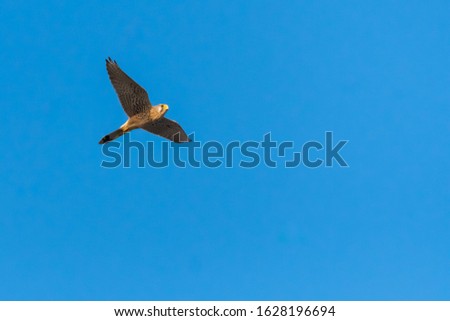 A Common Kestrel Gracefully Flying in Search of Its Hunt