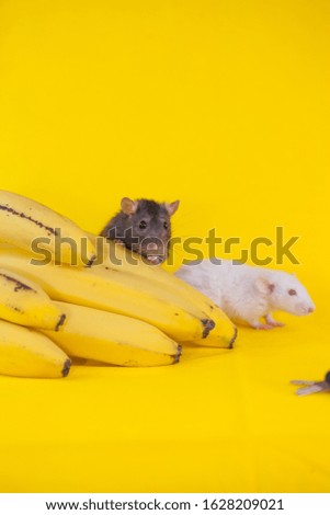 A gray and white rat riding a banana. Symbol of 2020, Chinese horoscope.