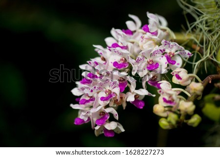 Orchid flowers that are colorful in nature.