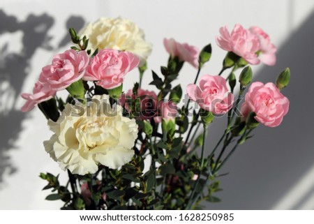 Super cute, light color flower bouquets including baby pink and white dianthus flowers with white chrysanthemum flowers, and some other white flowers. Photographed with a white wall on the background.