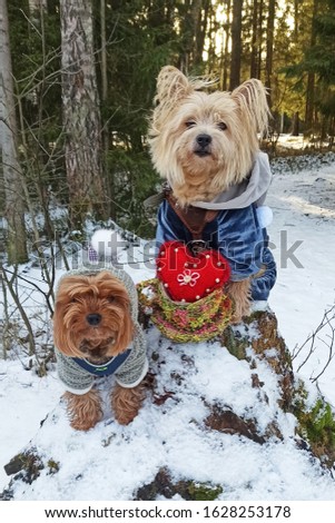 Valentine's Day concept. Valentine's Day dogs. Romantic dogs with red heart. Valentines card greeting with dogs. Yorkshire terriers in winter.