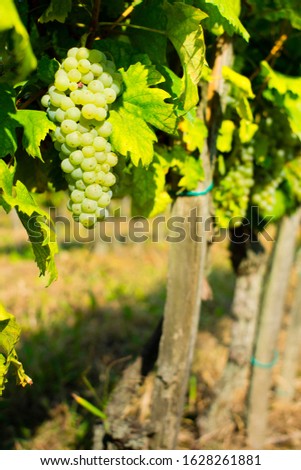 grapes on vine stock at wine yard