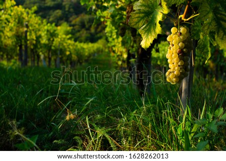 wine grapes at wineyard, september