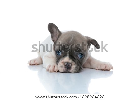Jolly French bulldog puppy curiously looking forward while wearing a red collar and laying down on white studio background