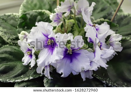 Beautiful Saintpaulia or Uzumbar violet. White indoor flowers close-up. Natural floral background for happy birthday, mother's day, women's day, anniversary, wedding invitation