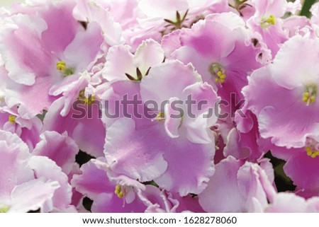 Beautiful Saintpaulia or Uzumbar violet. Pink indoor flowers close-up. Natural floral background for happy birthday, mother's day, women's day, anniversary, wedding invitation
