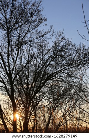 Outdoor evening view of the silhouette of a tree with a blue orange sky in background. Natural picture of branches taken during the winter in the Mediterranean countryside, France.