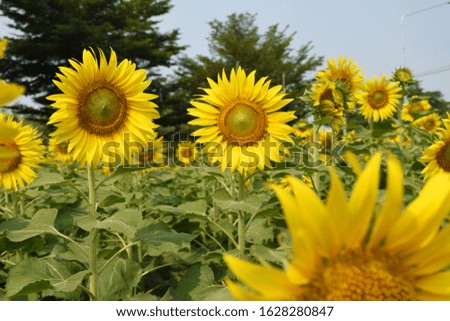 Sunflower natural background. Sunflower blooming in Sunflower field landscape.