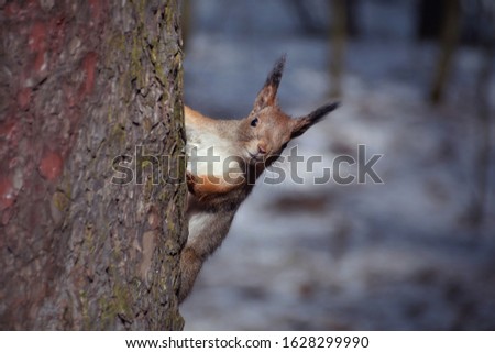 beautiful squirrel close-up in a pine forest, a small squirrel sitting on a spring tree