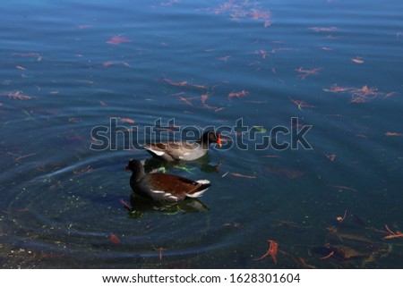 Common Gallinule or Common Moorehen of Family Rallidae bird on turquoise blue water lake under sunny sky.