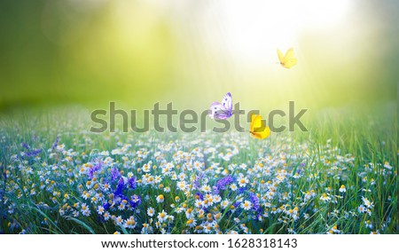 Beautiful field meadow flowers chamomile and violet wild bells and three flying butterflies in morning green grass in sunlight, natural landscape. Delightful pastoral airy fresh artistic image nature.