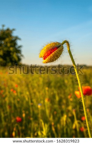 Corn poppy (Papaver rhoeas) is a deciduous, annual to biennial herbaceous plant. The flowering period extends from May to July.
Concept: flowers and plants