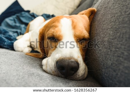 A pet beagle dog sleeps on a sofa. Dog background. Canine concept.