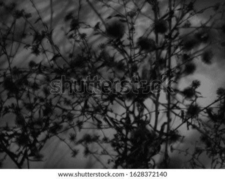  Black and white vintage or horror background. Floral abstract pattern. Silhouettes and shadows of flowers and plants. Night. Creepy, spooky.                       