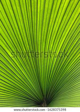 Perfect natural fern pattern. Background with young green fern leaves. Botanic garden like jungle.