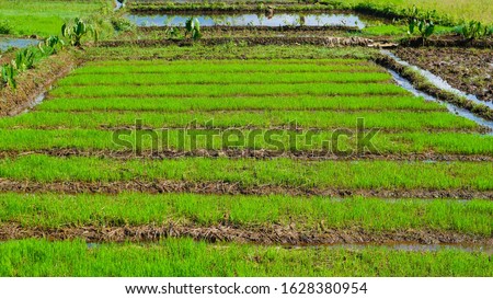 illustration of rice photography in rice fields, can be used for web profile photos, web covers, photos of rice products,