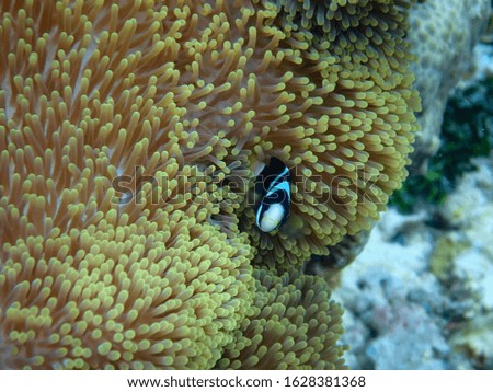 black and white clown fish in a yellow anemone